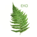Fern ECO